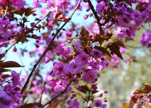 bildreich karten PK 535: unter blueten.